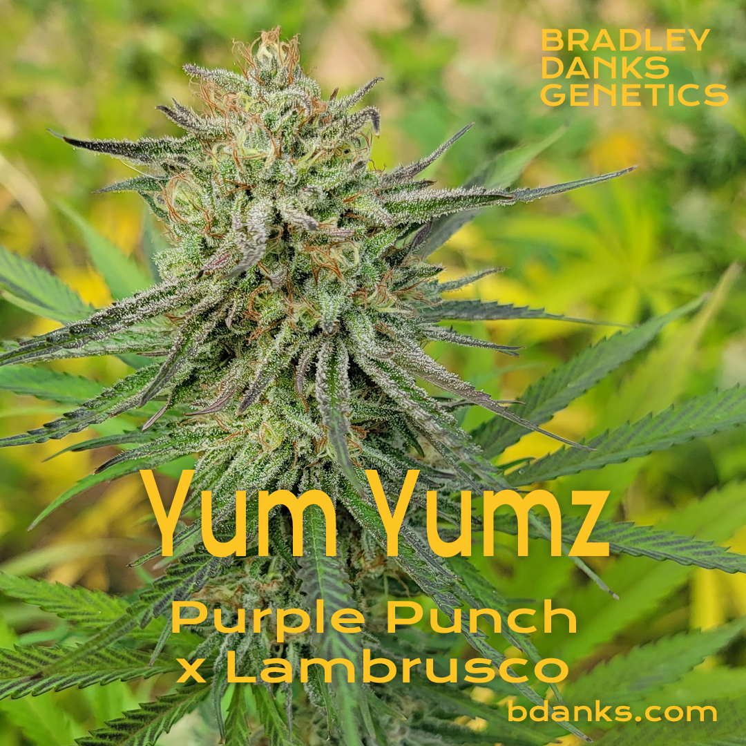 YumYumz-purplepunchxlambrusco.jpg
