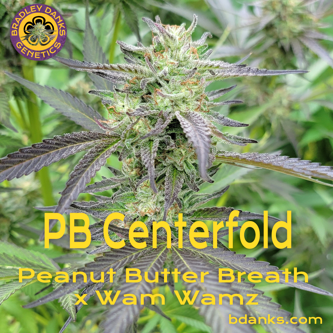 PB Centerfold Peanut Butter Breath x Wam Wamz Bradley Danks