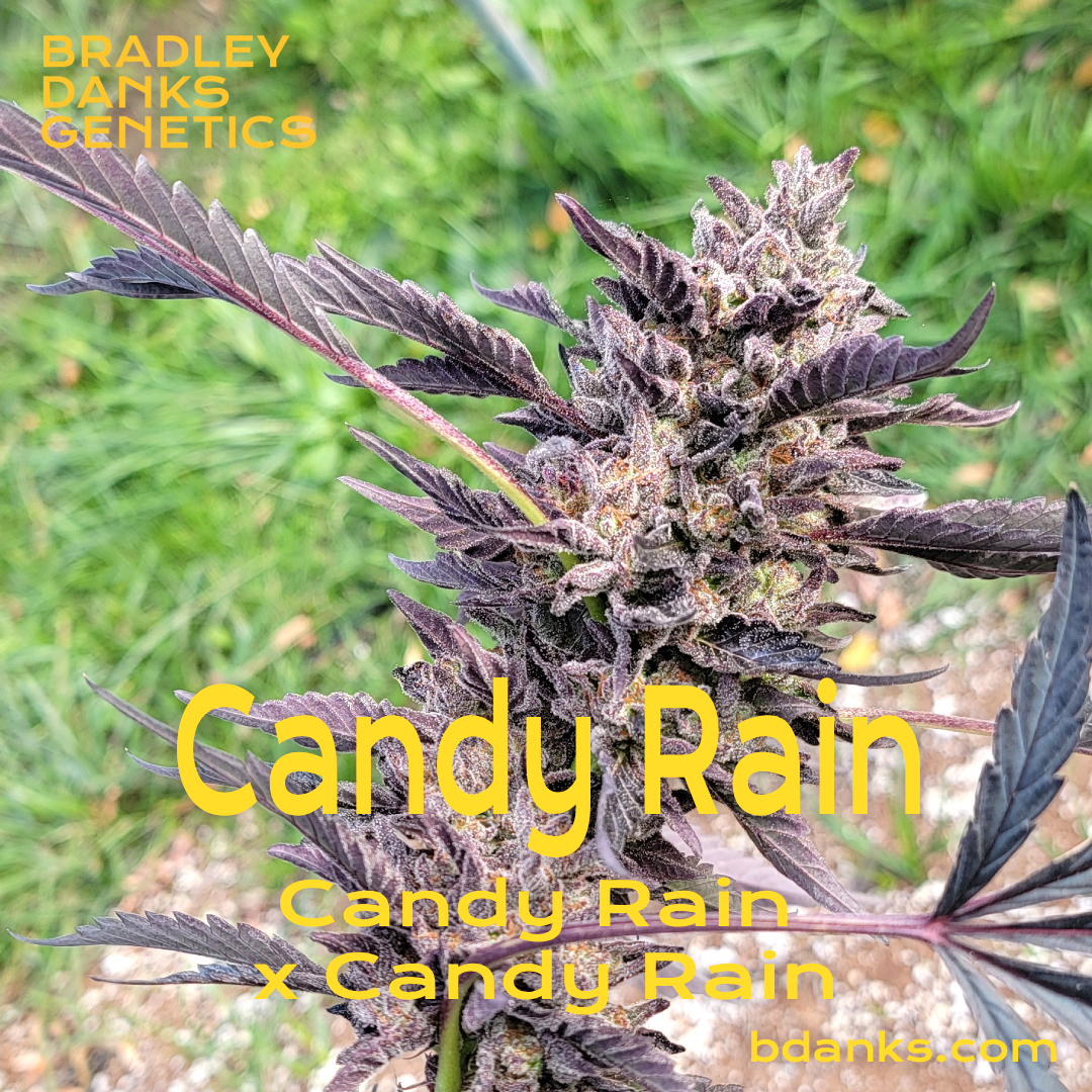 candy rain seeds
