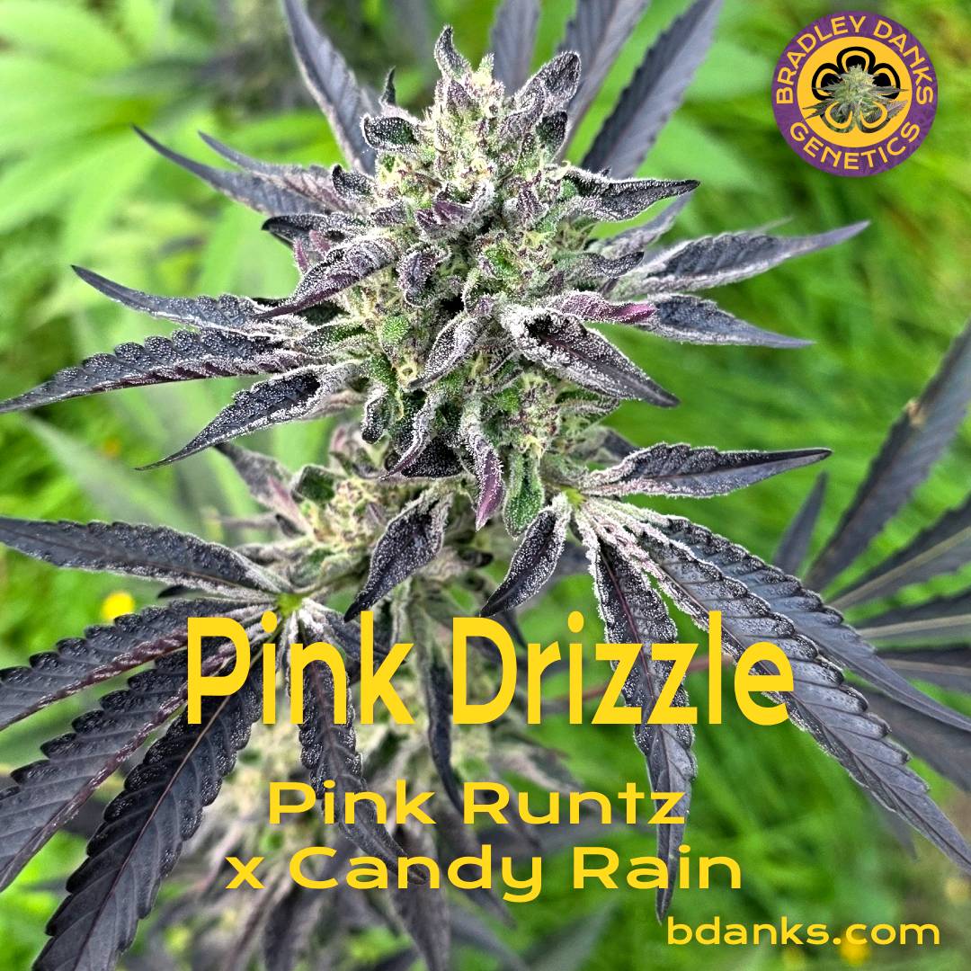 pink runtz candy rain seeds